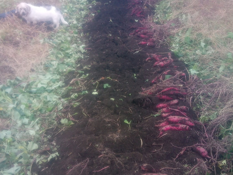 【自然栽培】少人数で、大きさ色々　甘〜いさつまいも（べにはるか）60サイズ　1.5kg　　※商品説明をご一読の上、「常温便」、「クール便」をご指定下さいませ。