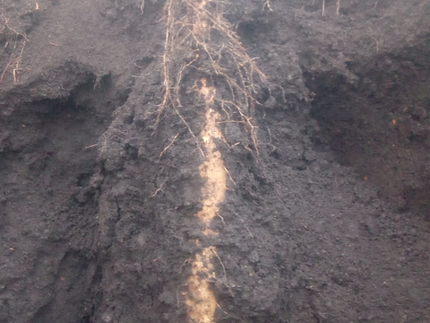 ヤマイモ食べ比べ！（ナガイモとげんこつイモ）約7kg