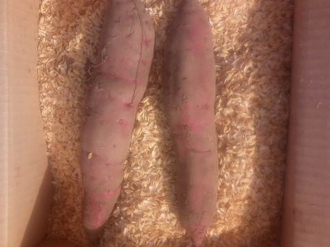 【自然栽培】少人数で、大きさ色々　甘〜いさつまいも（べにはるか）60サイズ　1.5kg　　※商品説明をご一読の上、「常温便」、「クール便」をご指定下さいませ。