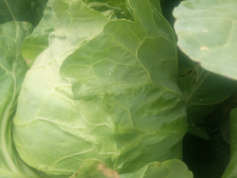 【訳有】むきむきの柔らか〜い！旬の春キャベツ　100サイズ