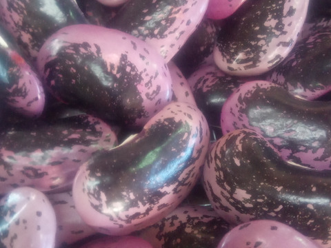 【自然栽培】高原花豆（紅花いんげん）令和6年産、1kg、大粒（平均34mm）、A品