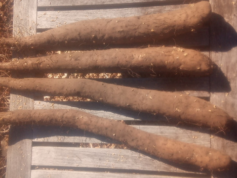 甘〜いナガイモ！約4kg　大〜特大　（4本前後）
※商品説明をご一読の上、「常温便」、「クール便」をご指定下さいませ。