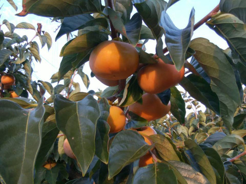 糖度18℃以上！刀根早生柿ジェラート８個セット山の辺の果実たっぷり！