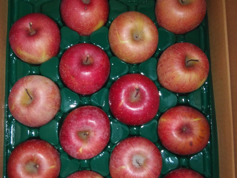 残りわずか！味濃い甘い！サンふじ★無肥料.農薬節約30%〜.除草剤.摘果剤.摘葉剤不使用★【5kg箱】
玉数指定不可/予約販売開始！/家庭用/りんご