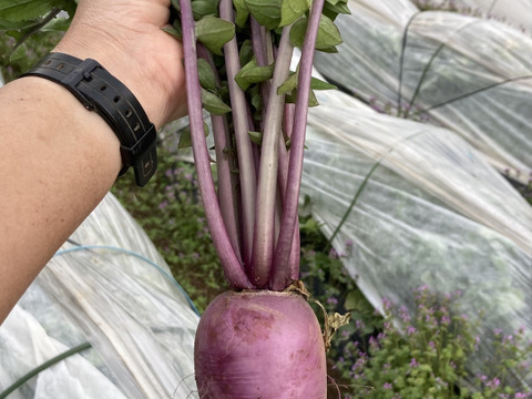 紫大根　藤くるり　色鮮やかな紫色が美しい！　５個