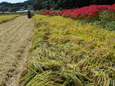 【桐村様用】化学農薬・化学肥料不使用栽培茶 5本セット　　　緑茶1本・紅茶1本・ほうじ茶3本リーフセット