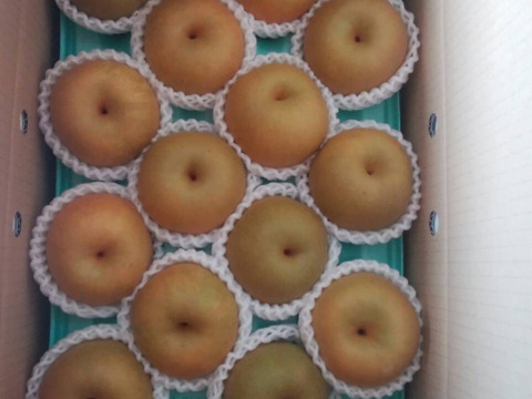 西洋梨ル レクチエ収穫します　最北の梨　あきづき　ありがとうございました。５ｋｇ　１０玉  写真は、イメージです