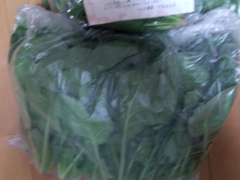 バラ詰め。魂のほうれん草3kg（大きな袋に3kg）㊗️4周年㊗️5200円→4200円＋1袋