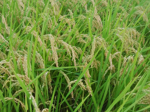 新米 令和5年産 千曲川上流清らかな水で育つ長野米　こしひかり  一等米10㎏（約5㎏×2　箱等含む）