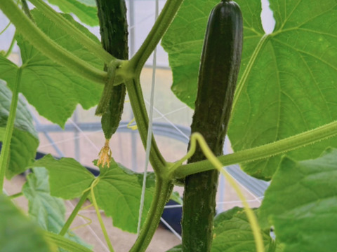 【訳あり】新鮮朝採りきゅうり2キロ詰め合わせ【クール便】【福岡県柳川市産】