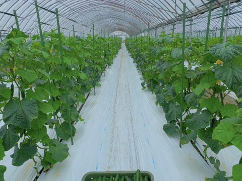 【訳あり】新鮮朝採りきゅうり2キロ詰め合わせ【クール便】【福岡県柳川市産】