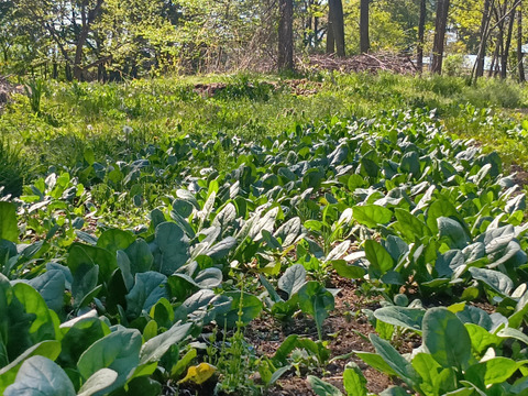 ほうれん草