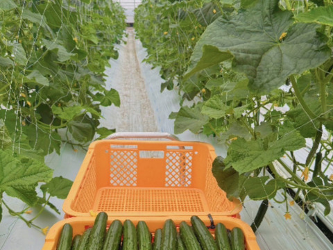 【訳あり】新鮮朝採りきゅうり2キロ詰め合わせ【クール便】【福岡県柳川市産】
