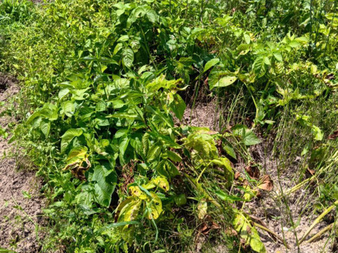 【旬の味は今だけ！】新じゃがいも(約２kg)