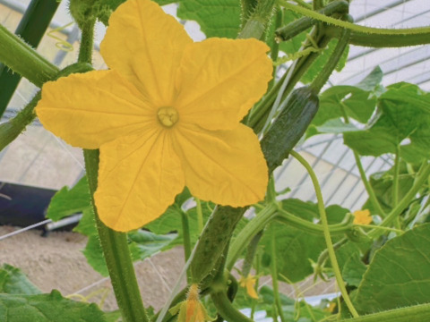 【訳あり】新鮮朝採りきゅうり2キロ詰め合わせ【クール便】【福岡県柳川市産】