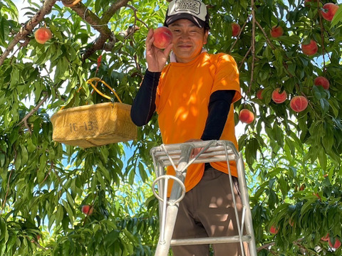 朝採り新鮮！山梨の桃　2kg