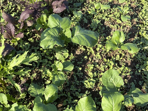 【自然栽培】力強く生きる！野菜セット　5〜8品目