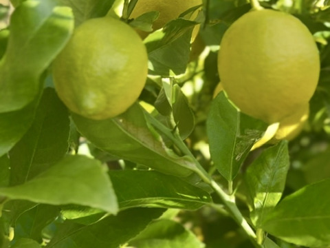 【自然栽培で育ったレモン】2kg｜皮ごと食べられる！農薬・肥料・除草剤不使用｜防腐剤・ワックス不使用【冬ギフト】