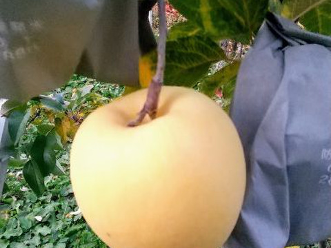 黄色いりんご「はるか」　3kg