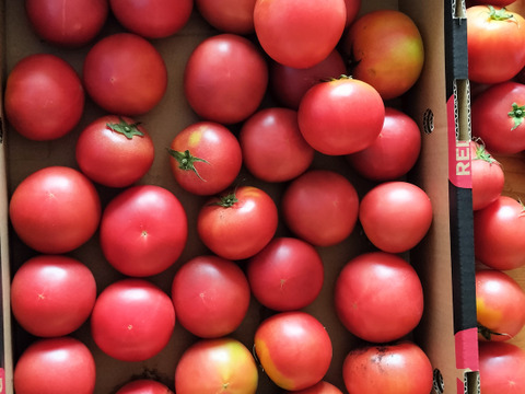 【朝どれ】【規格外】大ボリューム‼️ソムリエトマト軽く4kg以上(約60玉〜90玉）