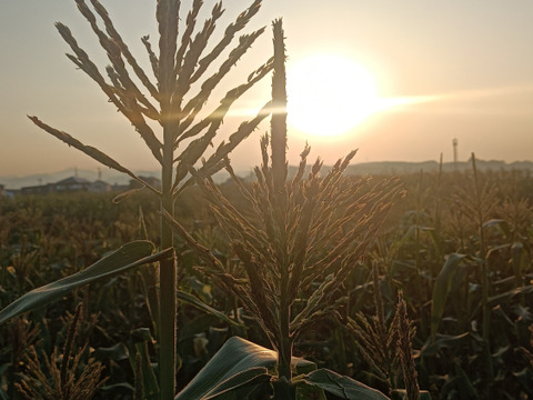 【贈答用】【父の日ギフト】【森のとうもろこし】【朝どれ】驚きの甘さ！静岡県森町産の極甘とうもろこし(10~12本詰)