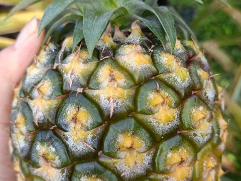 u.sanさま最高峰パインゴールドバレル（黄金の樽）芯まで柔らかく高糖度 限定セット】沖縄県 ゴールドバレル 4個×2箱(8.0kg)セット 最