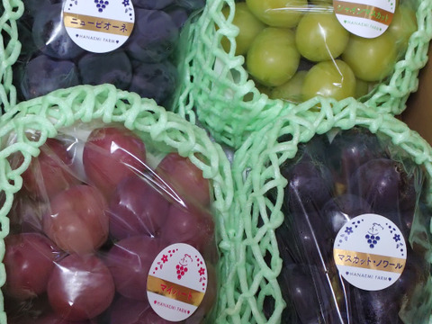 花笑み農園 岡山のぶどう4種食べ比べ『シャイン＋厳選3種』約2kg（4房