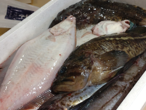 【知床羅臼直送】未利用魚ボックス3kg詰 (梅コース) 海鮮セット 鮮魚ボックス 海鮮ボックス（低利用魚も含みます）