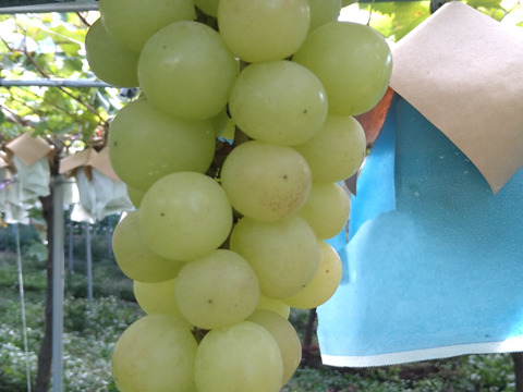 終了間近セール🍇新品種！超期待シャインマスカット交配種🍇マスカサーティーン