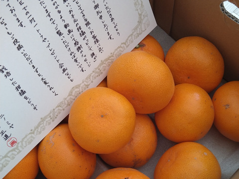 【柑橘の大トロ！】せとか（ご家庭用・２㎏）