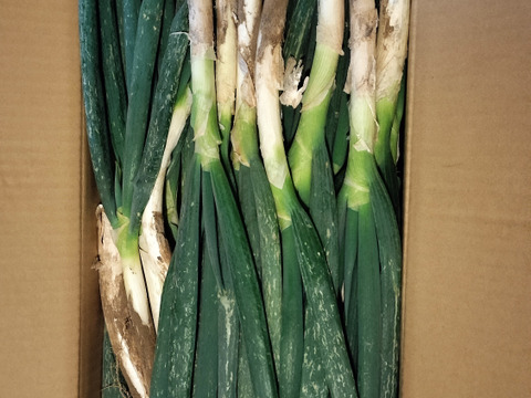 深谷ねぎ泥付き　B品曲がり5KG　刻み葱に最高です