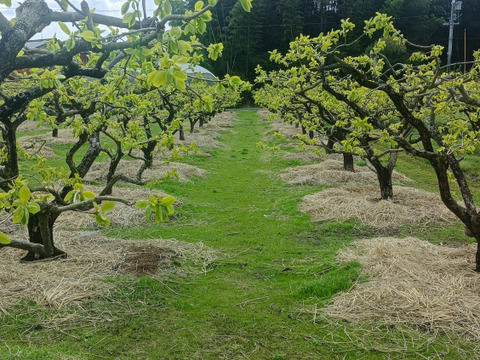 【極上の献上柿】【冬ギフト】静岡県森町産の次郎柿（大粒10～12個入り）