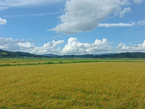予約受付中❗【令和7年新米】静岡県遠州森のコシヒカリ（１０ｋｇ）今年も美味しくできました