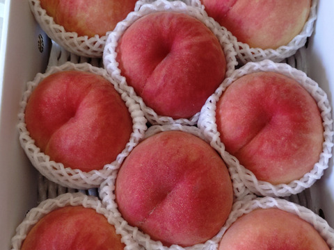 【桃の概念をぶっ壊す固さ】🍑おどろき 3キロ🍑【固すぎ桃】【バリバリ桃】【硬め】【もも】