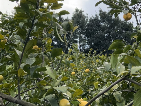 【広島県産】レモン 10kg【防カビ・防腐剤・ワックス不使用】