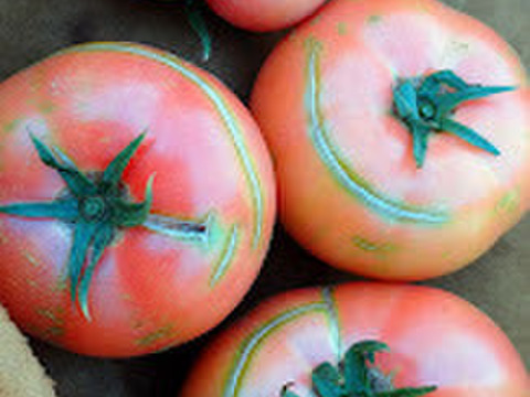 【訳アリ特価！】ふぞろいのトマトたち【大満足の4.5kg！】