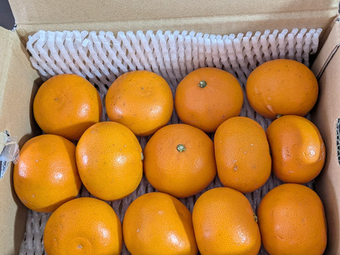 【柑橘の大トロ】玉宝せとか（２kg）（ご家庭用）