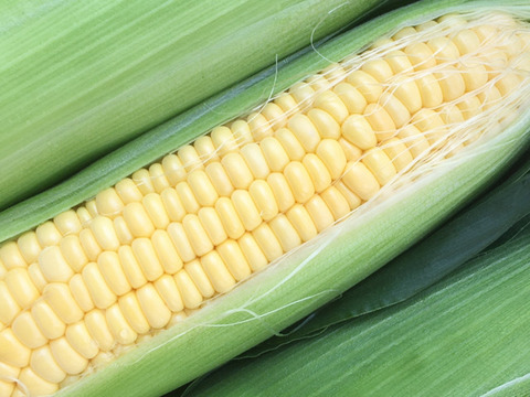 【朝採れ確約】甘さ＆はじけるジューシーさ！とうもろこし10本