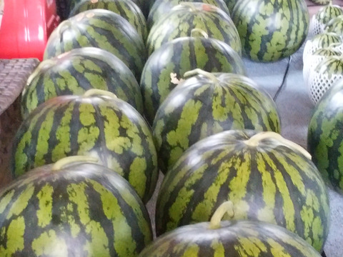 秋田アカオニ７㎏以上　最後の１個！大きすぎてごめんなさい！１日～２日で発送！