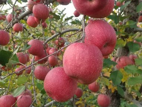 限定　特別ご奉仕品　
樹上完熟蜜入り　サンふじりんご
50玉　10ｋｇ