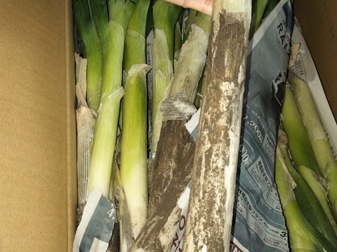 【破格のお値段！業務用向け】猛暑を乗り越えた甘みのある新鮮長ネギ（お徳用５kg・約３０〜４０本）
