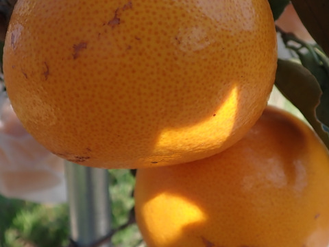 「せとか」ご家庭用　M~2Lサイズ大小混合　2kg（箱込み）