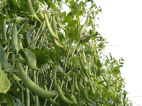 茹でて◎炒めて◎有機スナップエンドウ 2kg