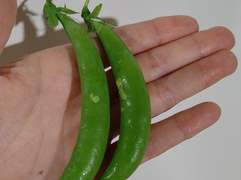 茹でて◎炒めて◎有機スナップエンドウ 2kg