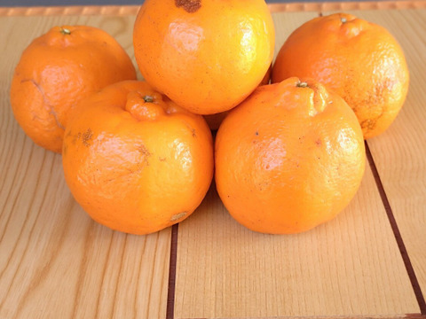 【加工用】土佐の温暖な気候で、うま味がギュッ！！と詰まったぽんかん（キズ大め　M～２Ｌ　５キロ）
