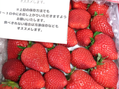〖ご注文受付5/22まで〗❤口いっぱいにあふれる果汁❤ いちごさん 約７００ｇ🍓