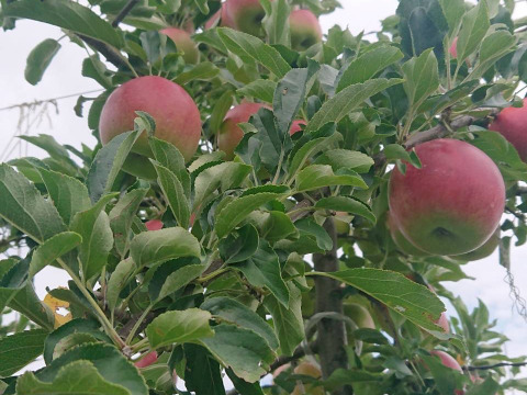 収穫中です！今回初掲載です。「紅みのり」約10kgやっと実りました。硬いりんご/甘味酸味のバランスの良い品種。夏収穫りんごの中で日持ちする品種。「紅みのり」担当者高橋のお薦め品種です。