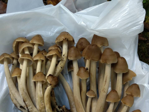 【真の幻茸】オドウタケ/オドタケ/御洞茸/ジュロウ/準絶滅危惧種の美味きのこ/500g