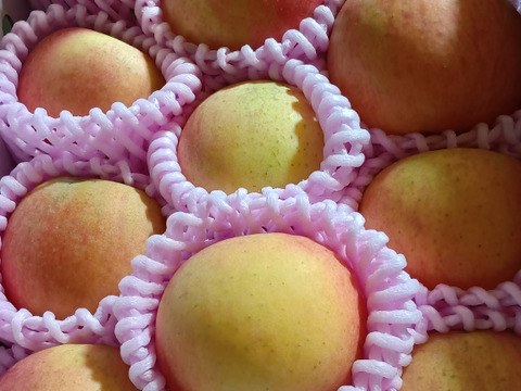 予約販売　まるせい果樹園の高徳(こうとく)　1.8ｋ　訳あり　自家用　家庭用　rk3