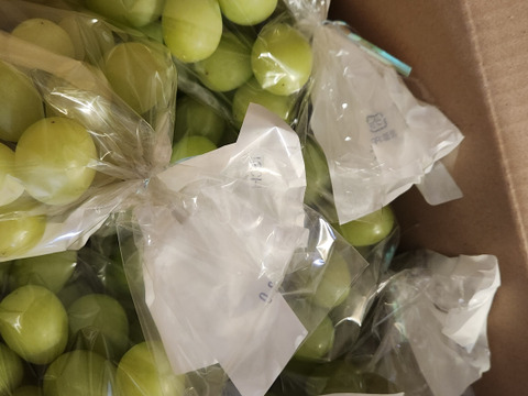 【特別栽培相当長野県認証】訳あり完熟シャインマスカット2.5kg規格外※長野県認証/特別栽培同基準（信州の環境にやさしい農産物認証50）